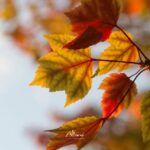 feuilles rousses d'automne