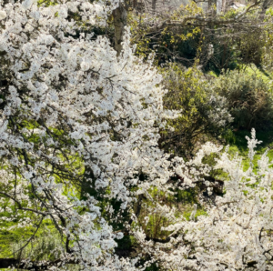 arbres en bourgeons au printemps