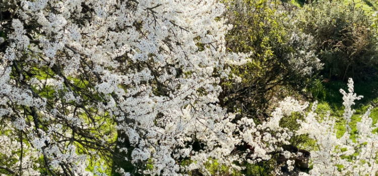 arbres en bourgeons au printemps