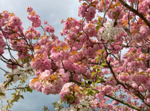 cerisier du Japon en fleurs