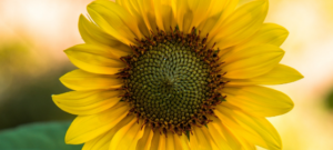 image d'un tournesol