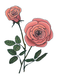dessin d'une rose de couleur rose et son bouton